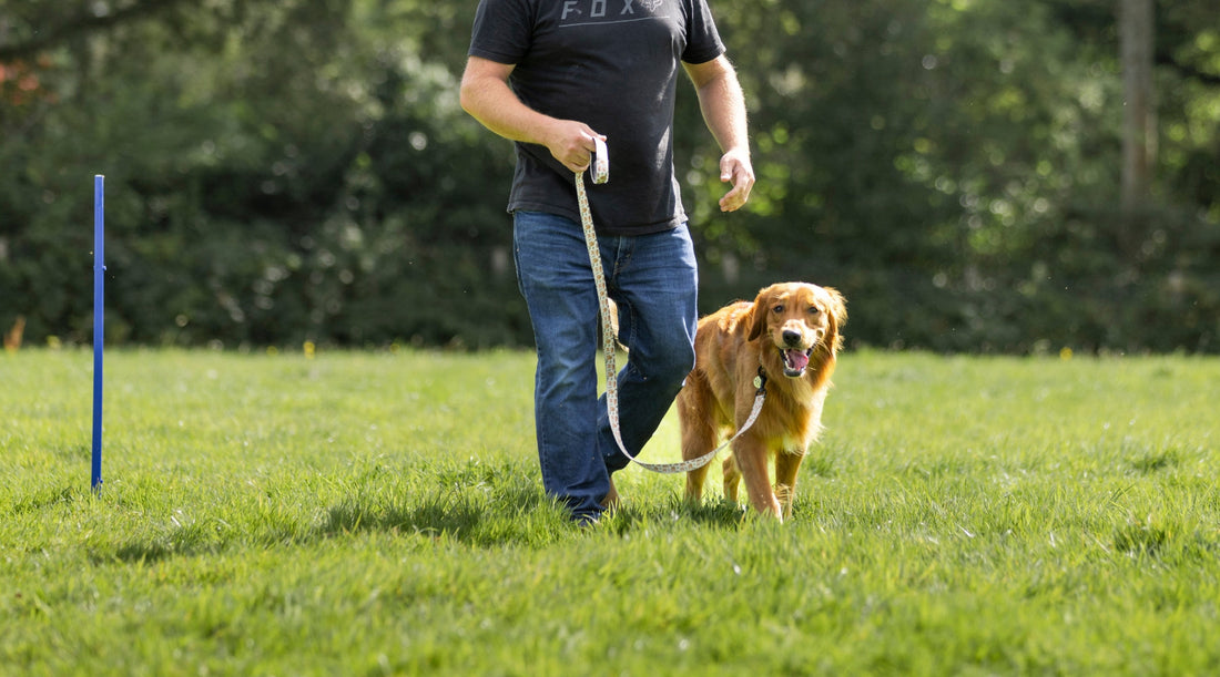 How to teach your gundog to walk to heel