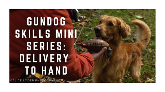 Gundog skills mini series: Delivery to hand