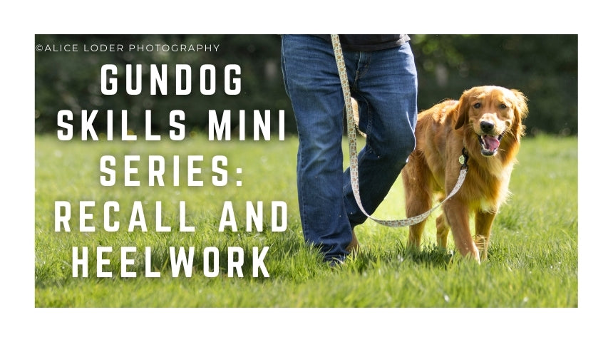 Gundog skills mini series: Recall and Heelwork