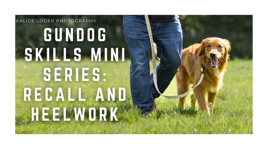 Gundog skills mini series: Recall and Heelwork