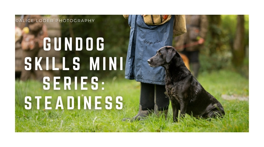 Gundog skills mini series: Steadiness aka the "Get It, Don't Get It" Game