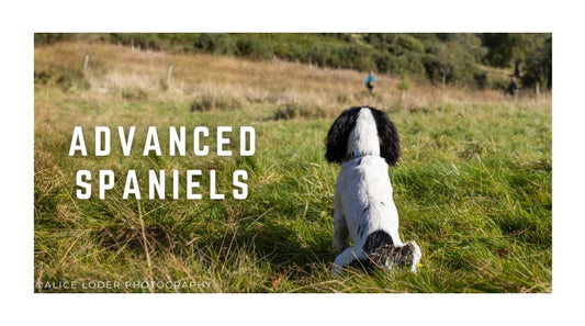 Advanced Spaniel Classes Grades 4/5