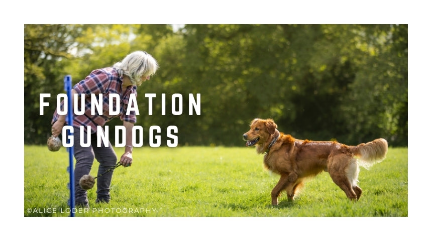 Foundation Gundog Classes Saturdays